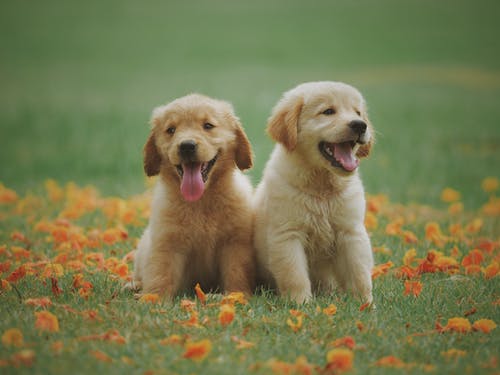Learning the Basics of Puppy Teaching